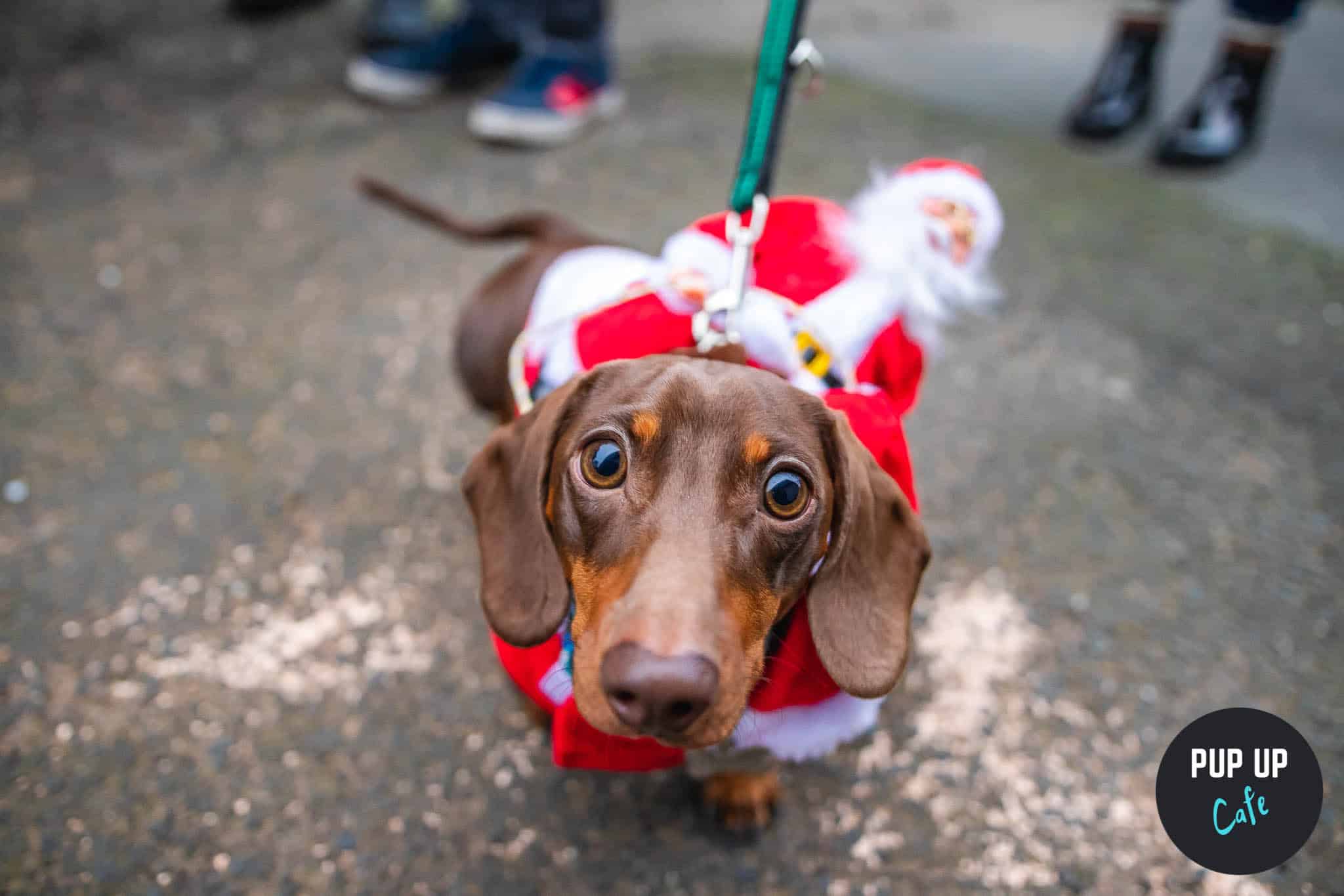 A dachshund dressed as Father Christmas.