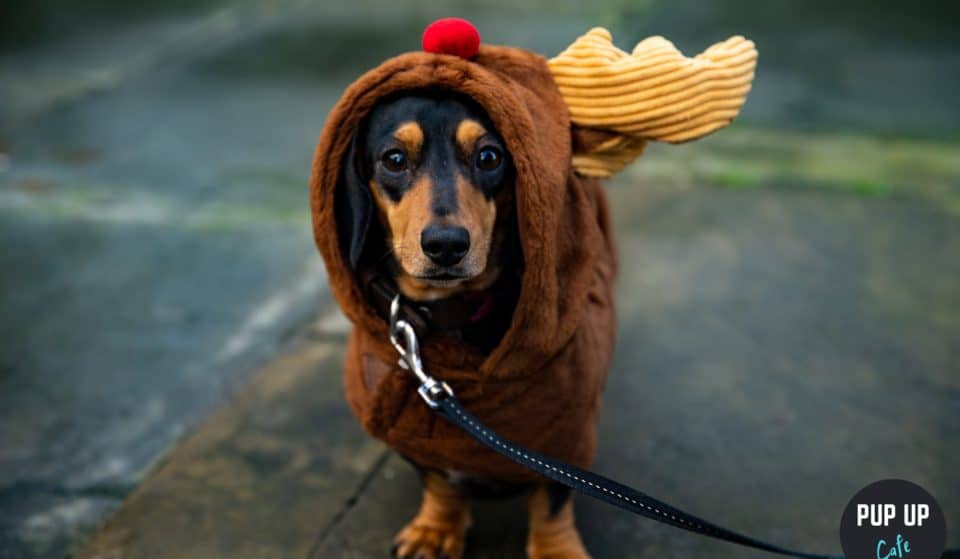 A Festive Dachshund Pup-Up Cafe With Puppuccinos Is Coming To Liverpool