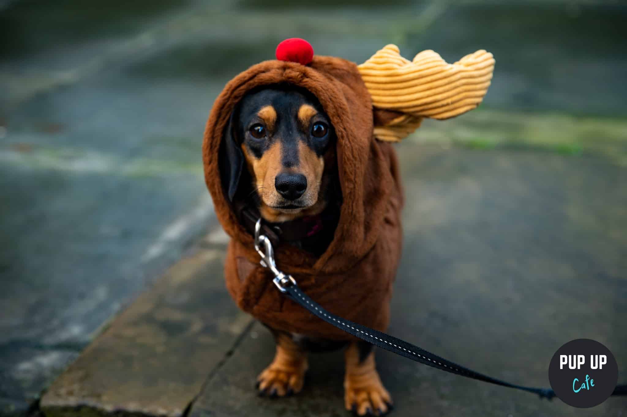 A sausage dog dressed as a Christmas pudding.