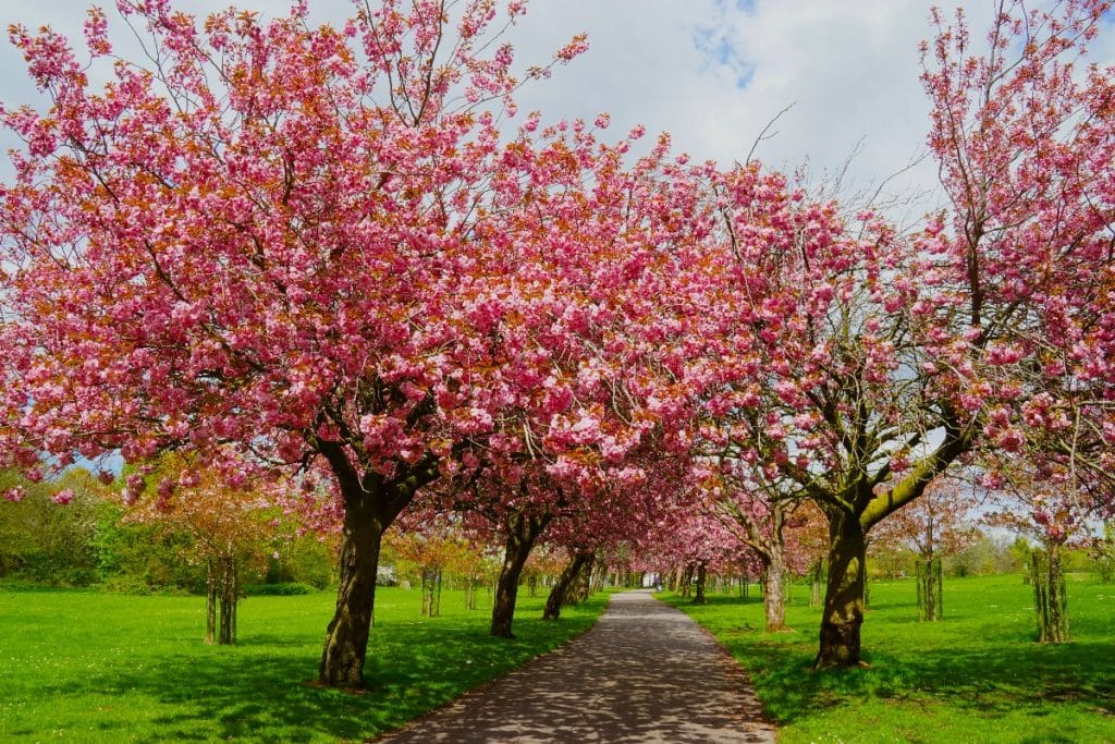 Cherry blossom trees in bloom line a path at a park. 