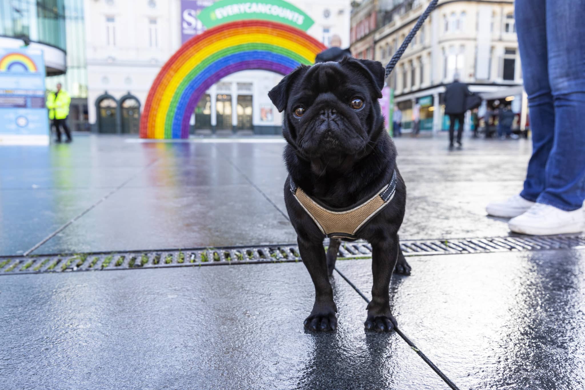 Bruno the black pug stands in front of the recycled rainbow in Liverpool city centre. 