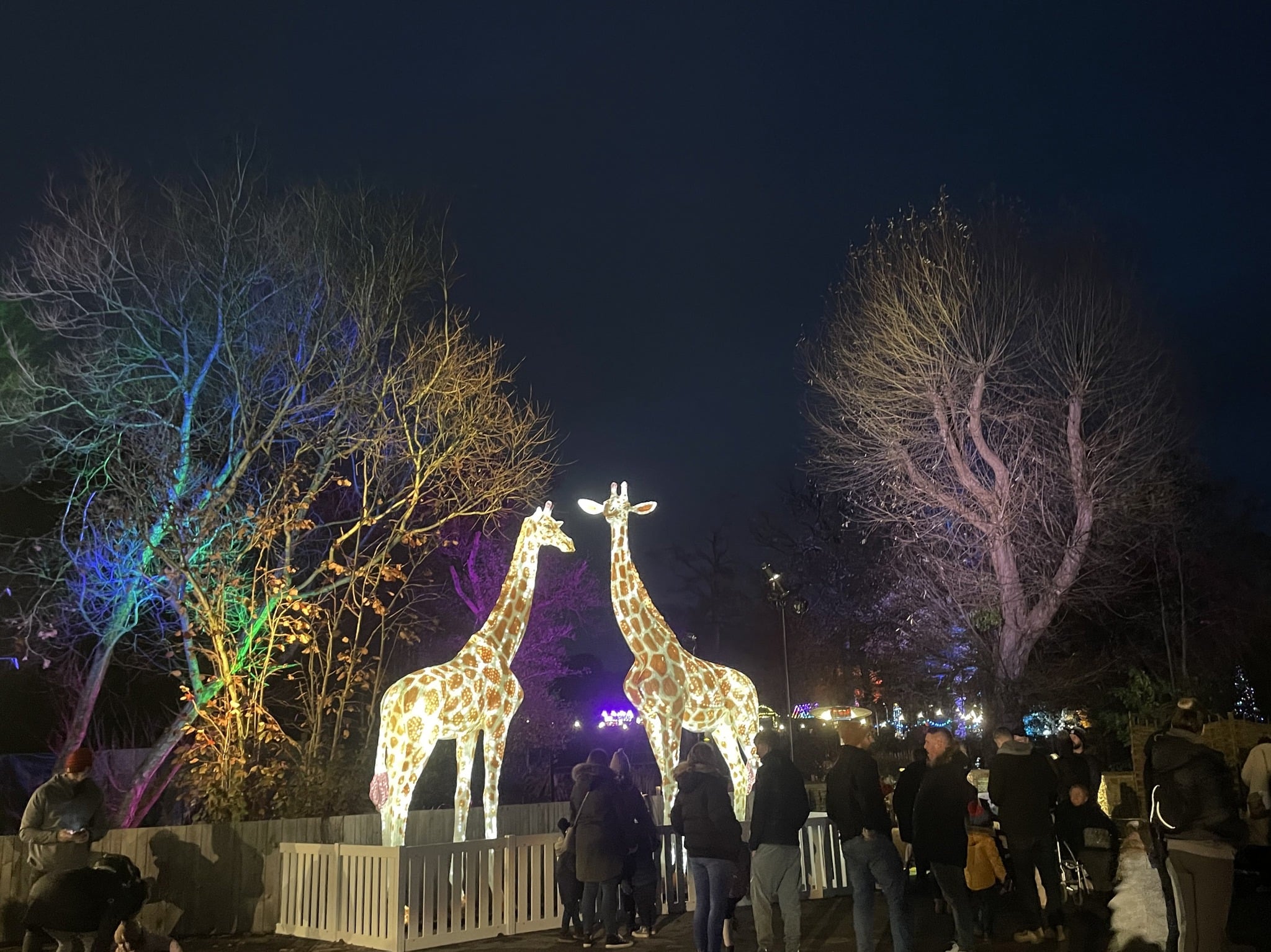 Two illuminated giraffes stand before a crowd at Knowsley Safari Park.