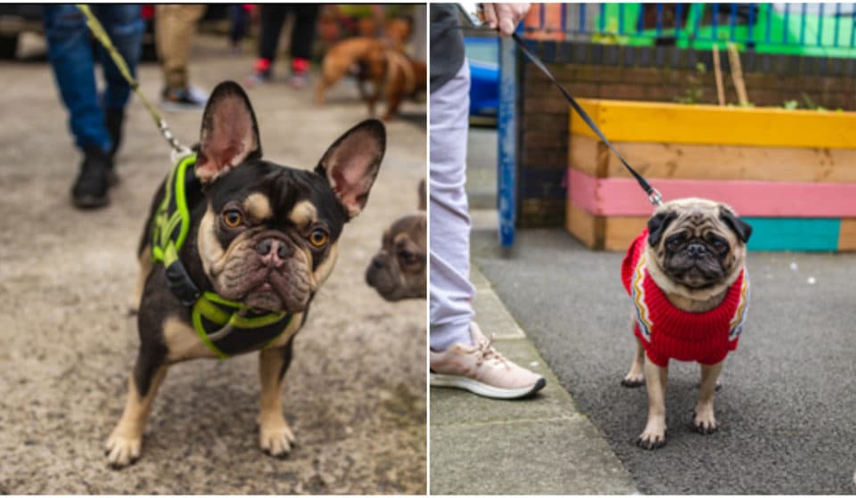 A Pug And Frenchie Pup Up Cafe Is Coming to Liverpool This March