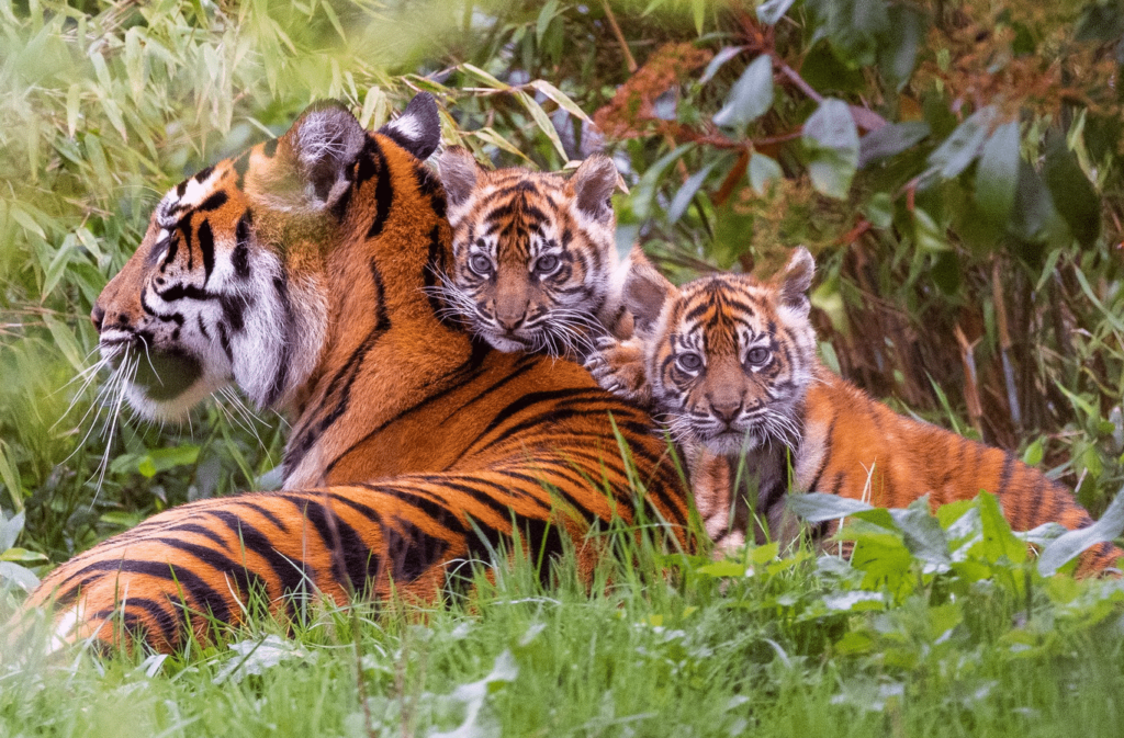 Two Sumatran tiger cubs sit on their mother's back.