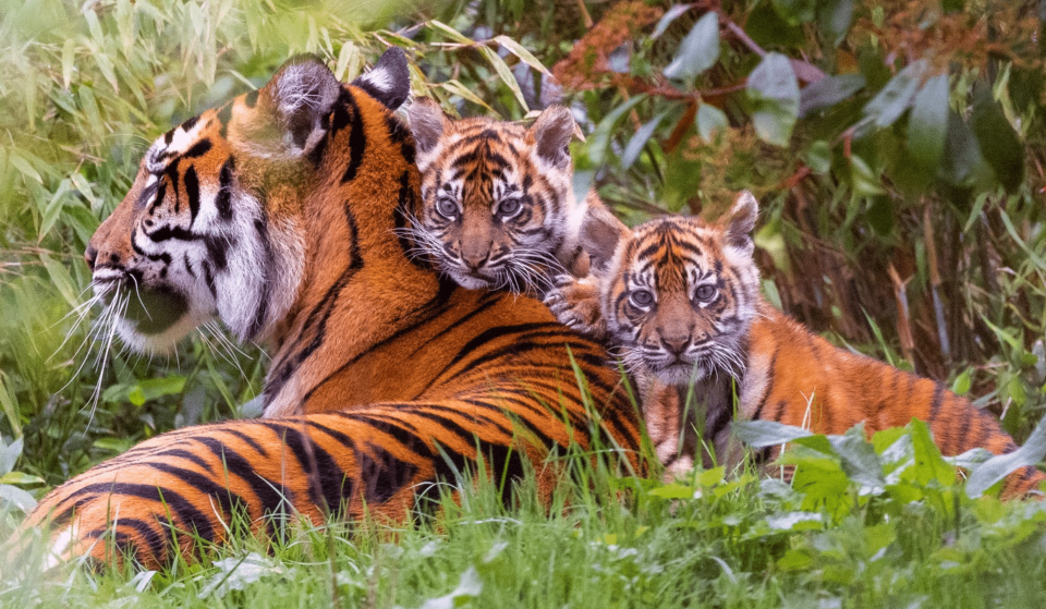 Chester Zoo’s Sumatran Tiger Cubs Have Ventured Out Of Their Den